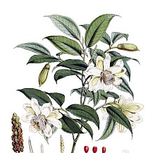 Botanical plate showing a branch of Magnolia cathcartii with several flowers and buds