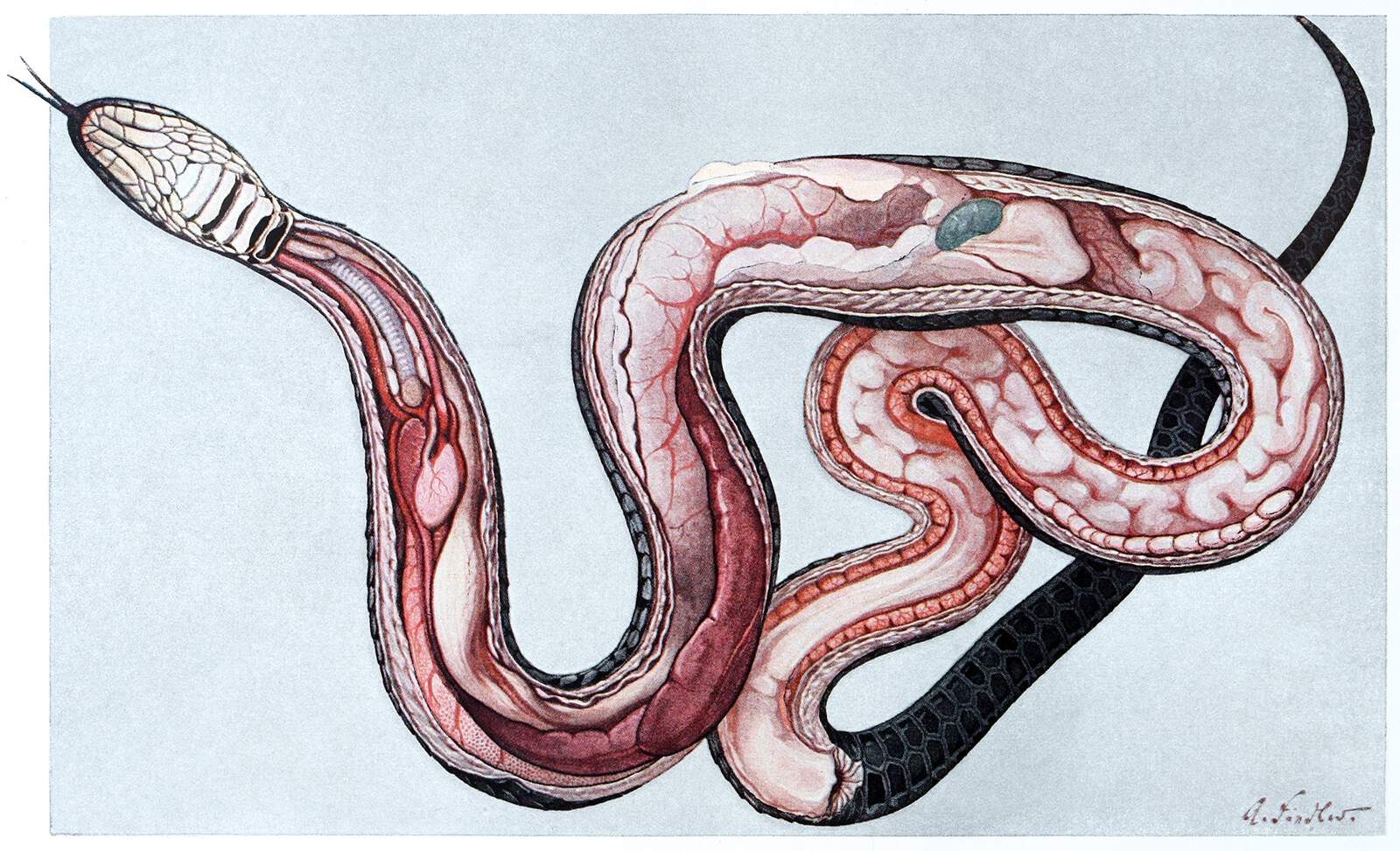 Anatomy of a Female Grass Snake – Old Book Illustrations