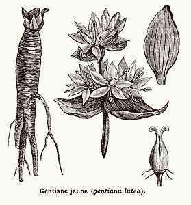 Gentian