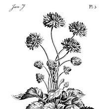 Reference plate for beginner artists showing a flowering crowfoot