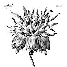 Reference plate for beginner artists showing a flowering crown imperial (Fritillaria imperialis)