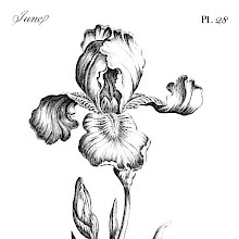 Reference plate for beginner artists showing an iris bloom and bud