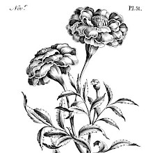 Reference plate for beginner artists showing leaves, two blooms, and a bud of a French marigold