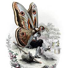 Engraving depicting an anthropomorphic moth with colorful wings sitting on the side of a road