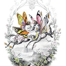 Hand-colored engraving depicting anthropomorphic butterflies riding horses in the air