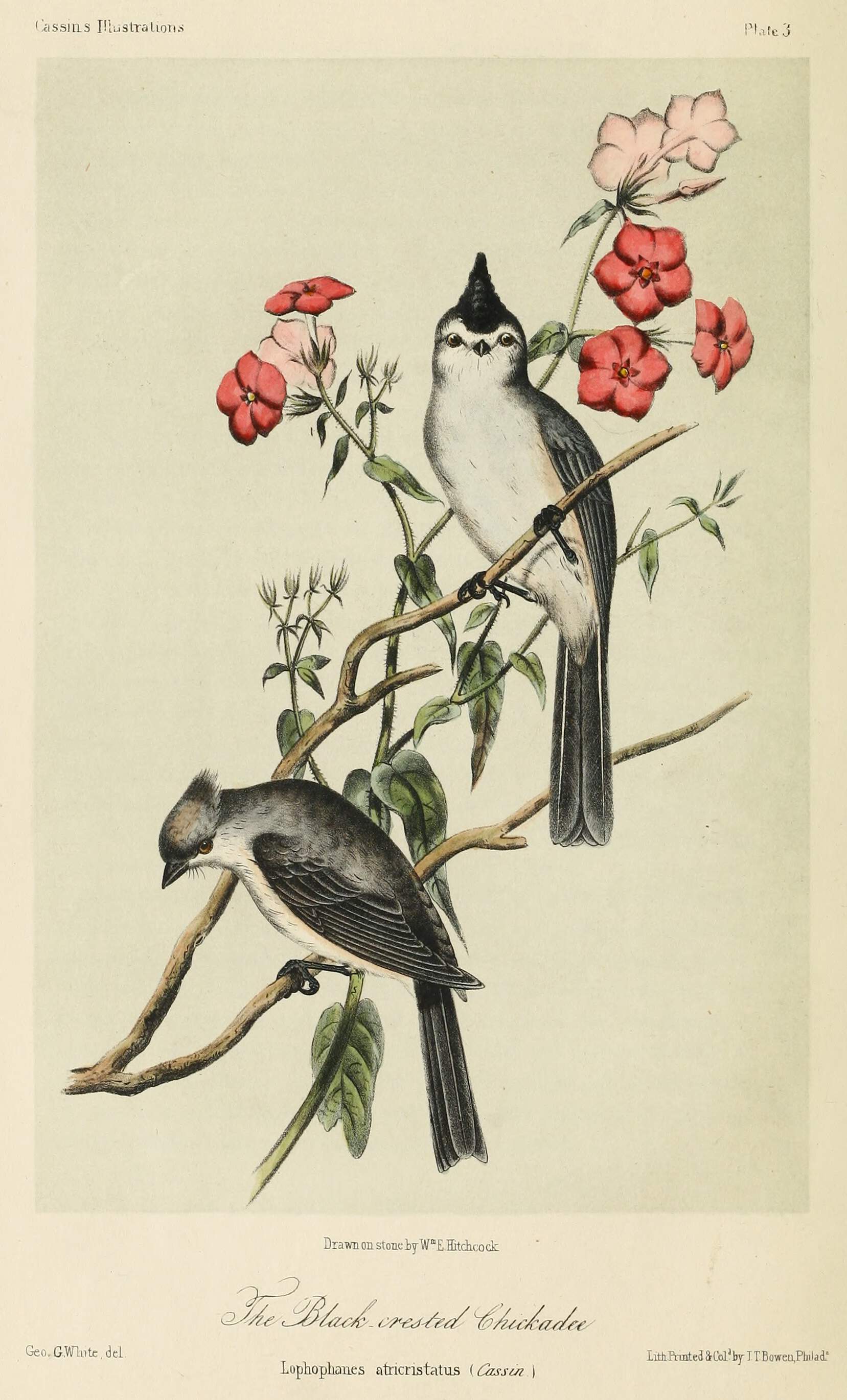 Black-Crested Titmouse | Old Book Illustrations