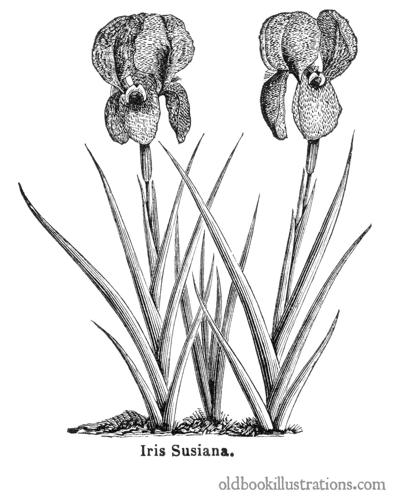 Iris susiana | Old Book Illustrations