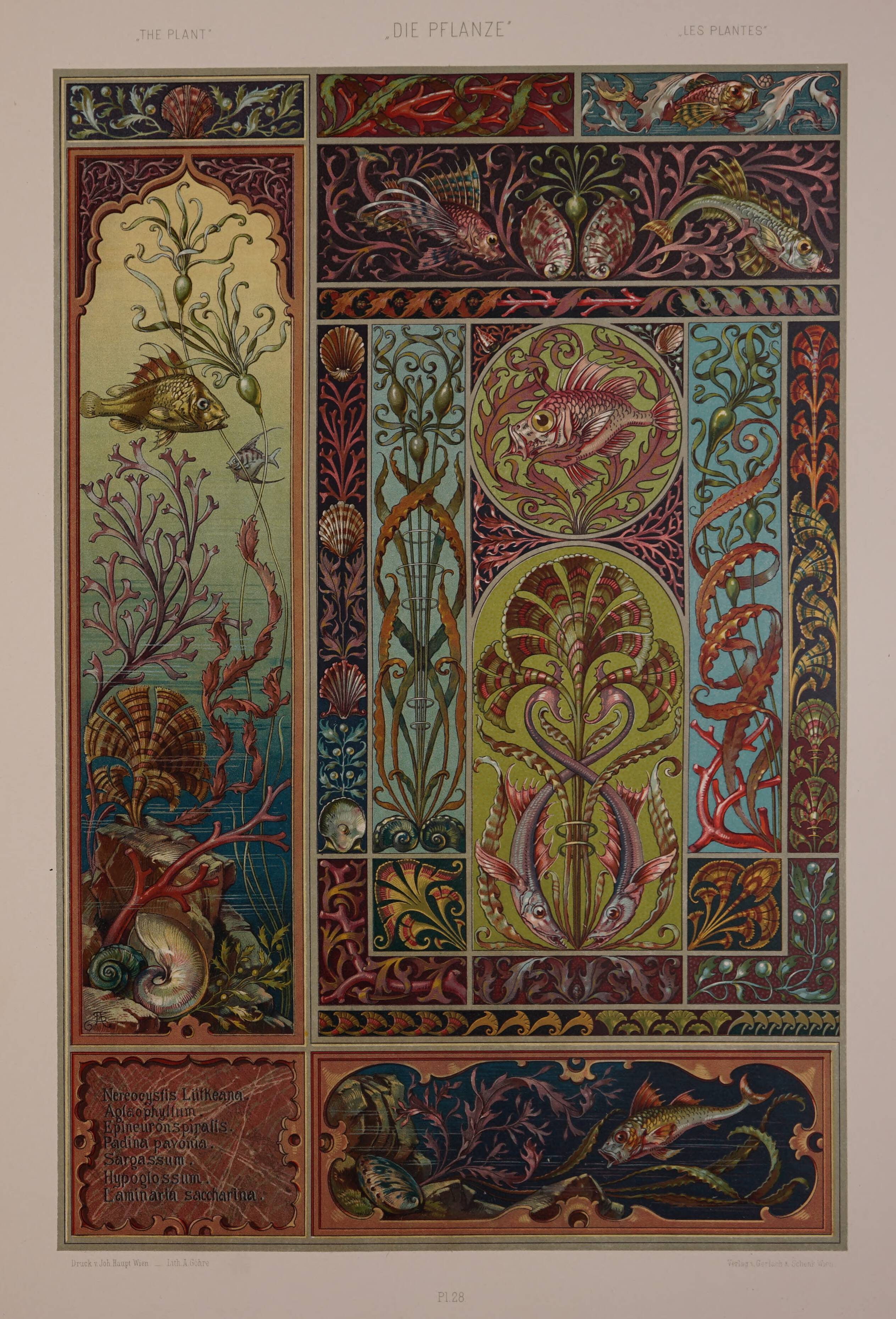Algae (Seder) | Old Book Illustrations