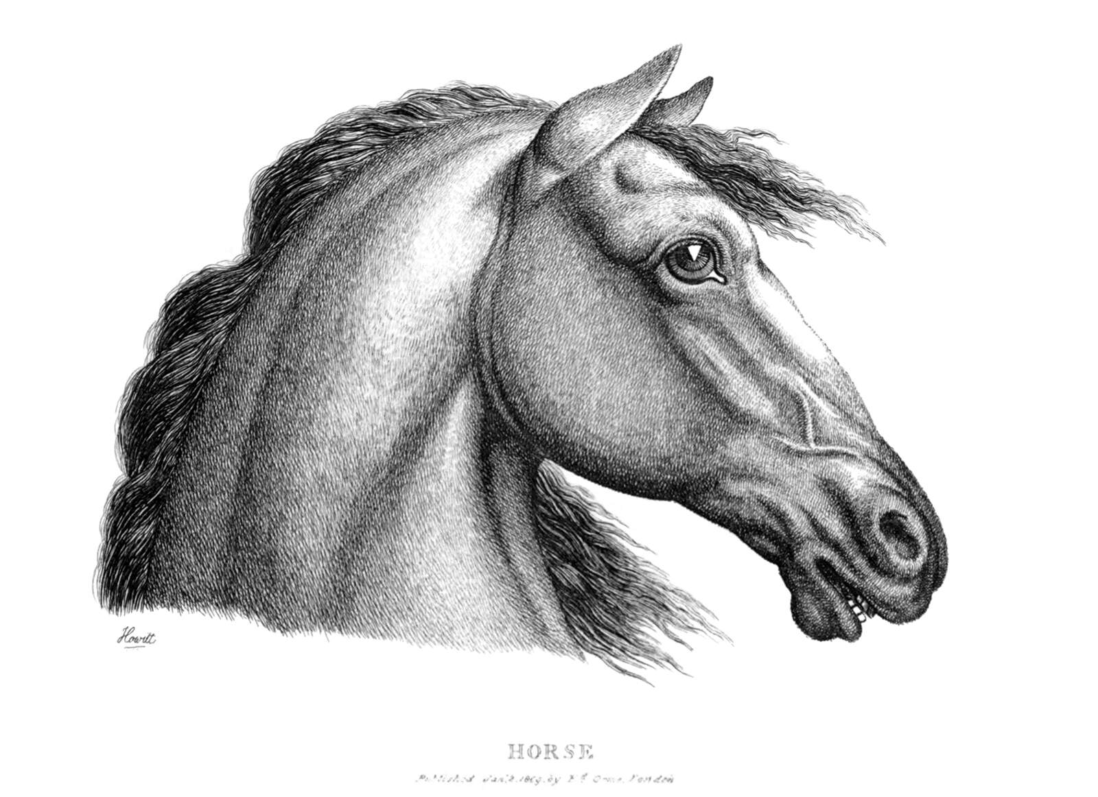 Horse’s Profile Old Book Illustrations