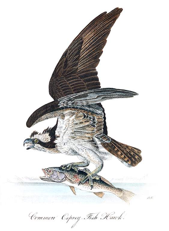 Osprey Old Book Illustrations