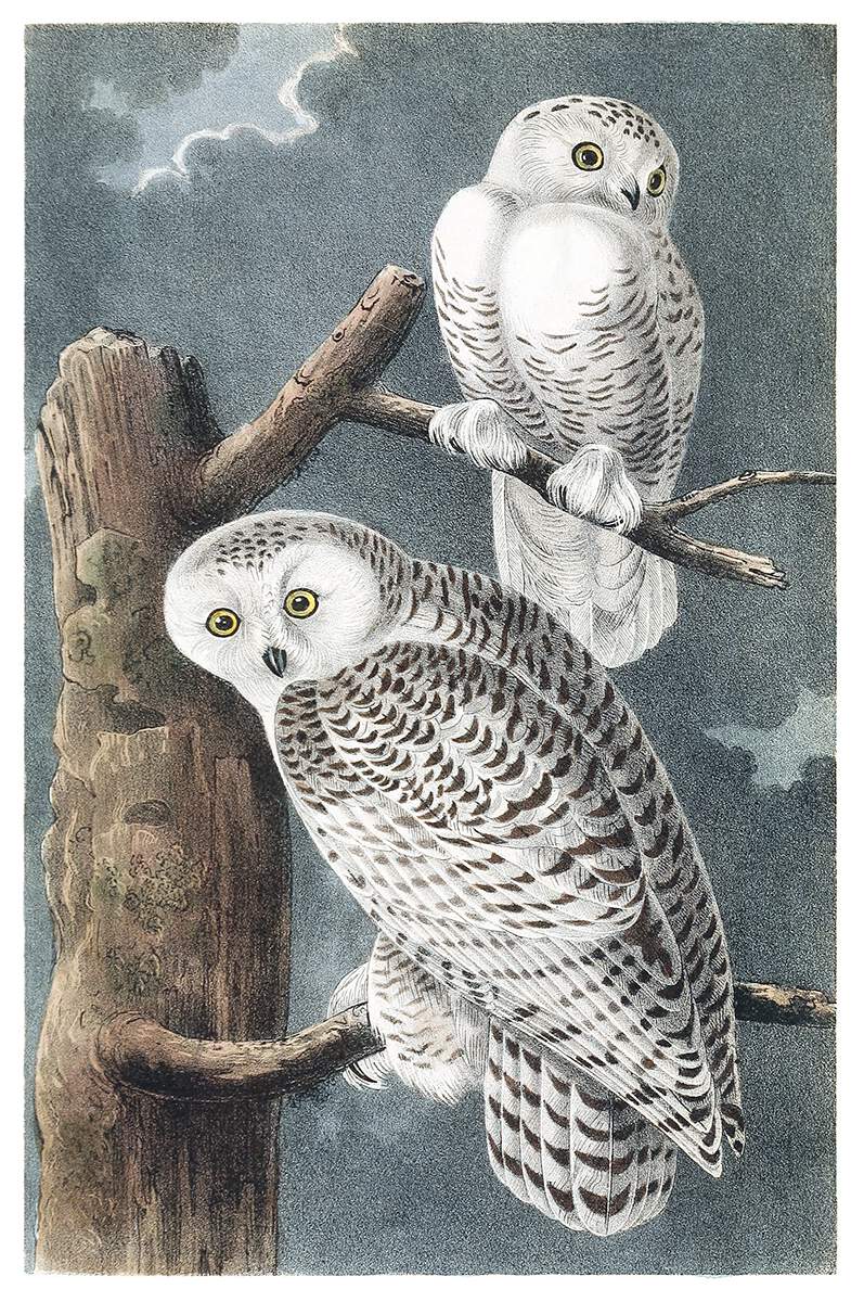 Snowy Owl – Old Book Illustrations