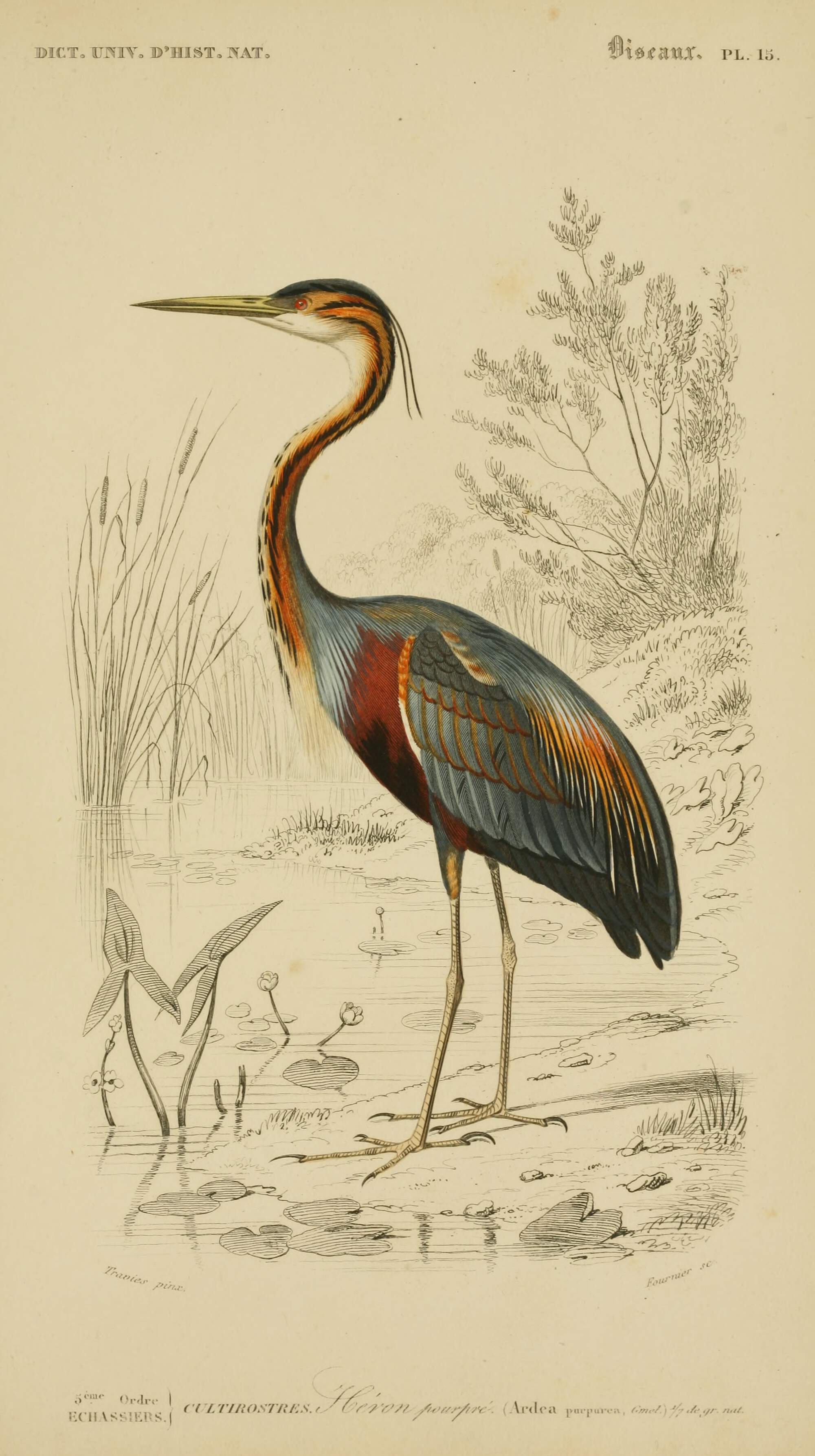 Purple Heron – Old Book Illustrations