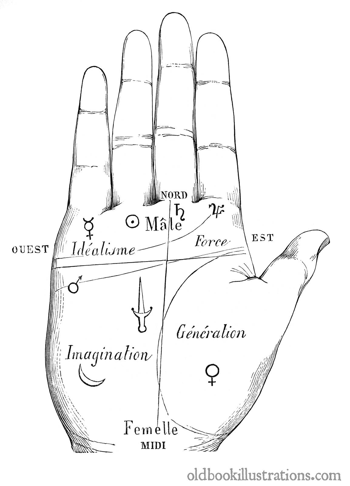 Palmistry Division Of The Hand Old Book Illustrations