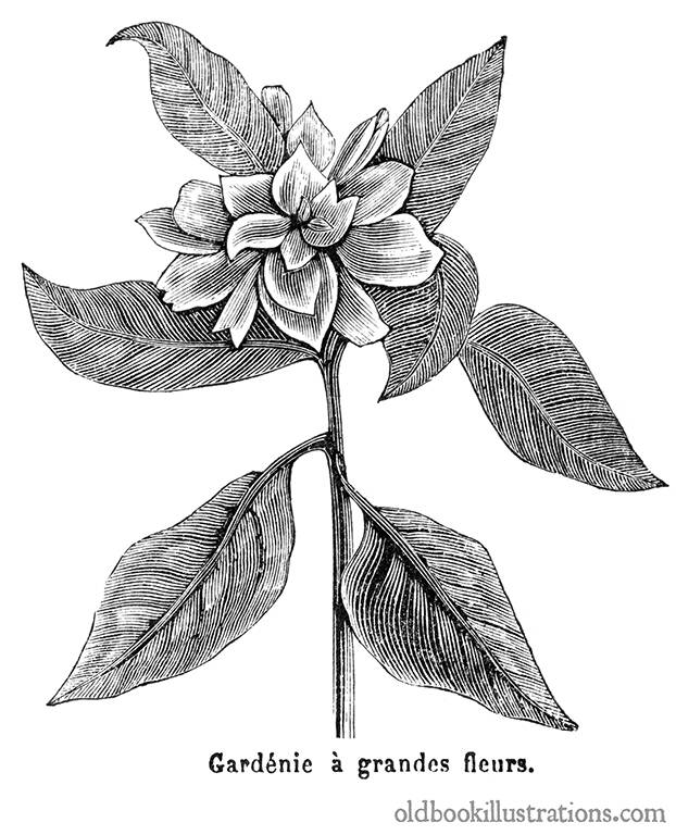 Common Gardenia – Old Book Illustrations