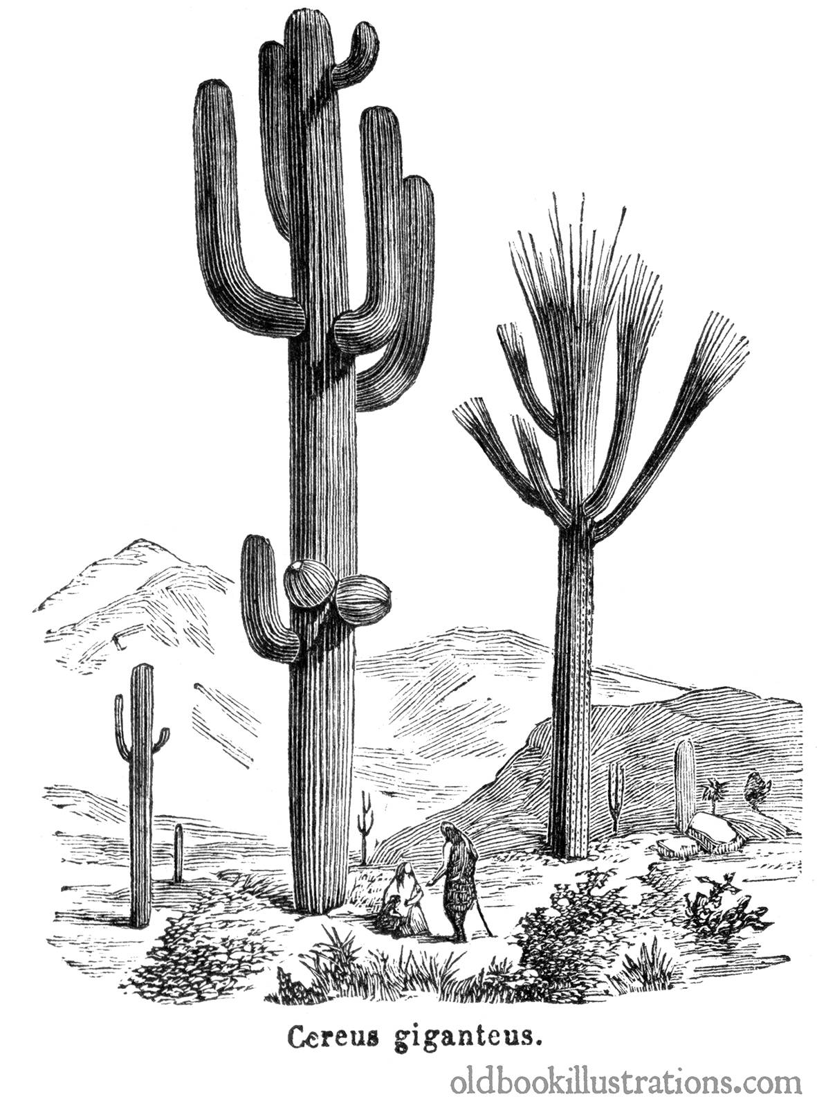 Saguaro Old Book Illustrations
