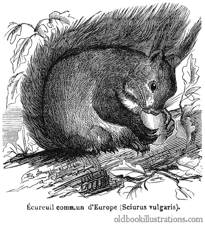 Red Squirrel – Old Book Illustrations