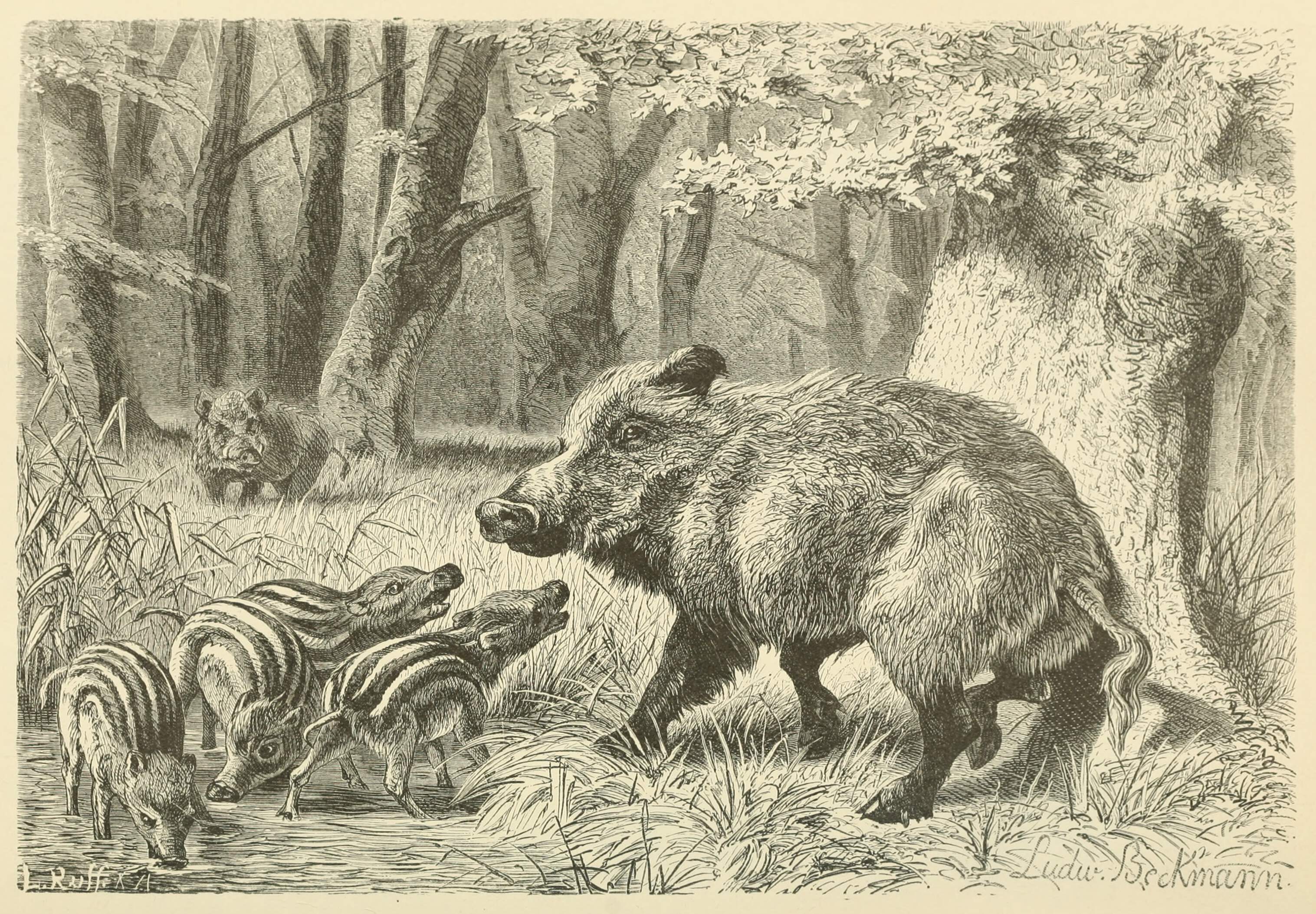 Wild Boar – Old Book Illustrations