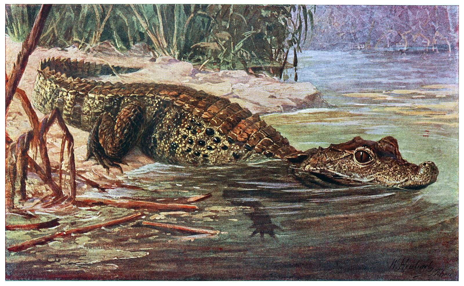 Dwarf Crocodile – Old Book Illustrations