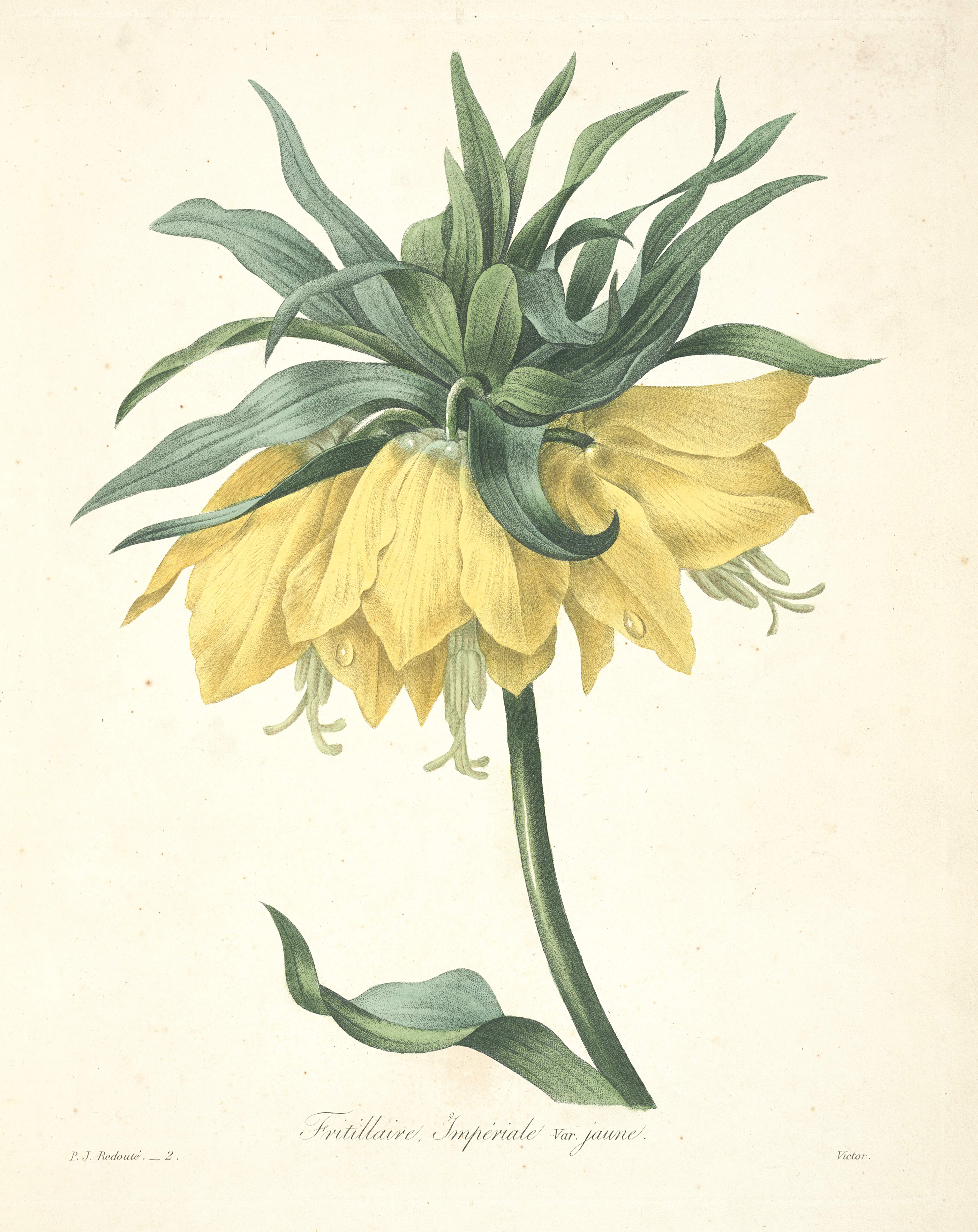 Fritillaria imperialis – Old Book Illustrations