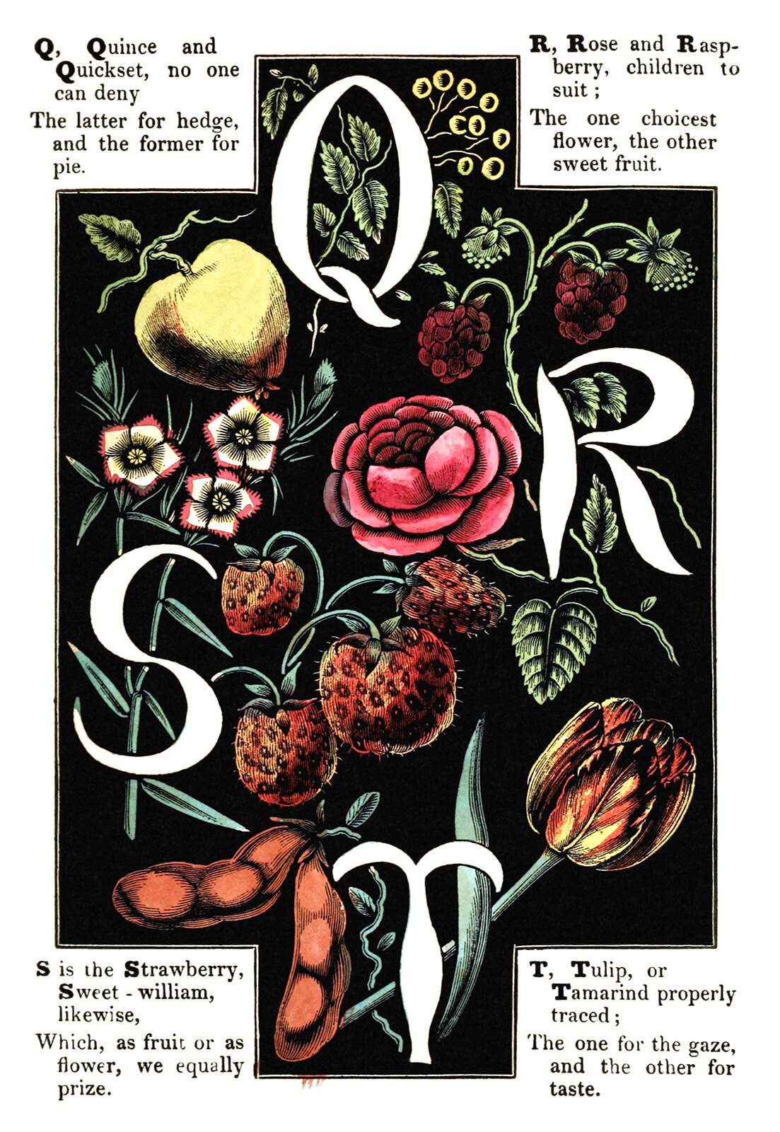 Alphabet Of Flowers And Fruit Q R S T Old Book Illustrations