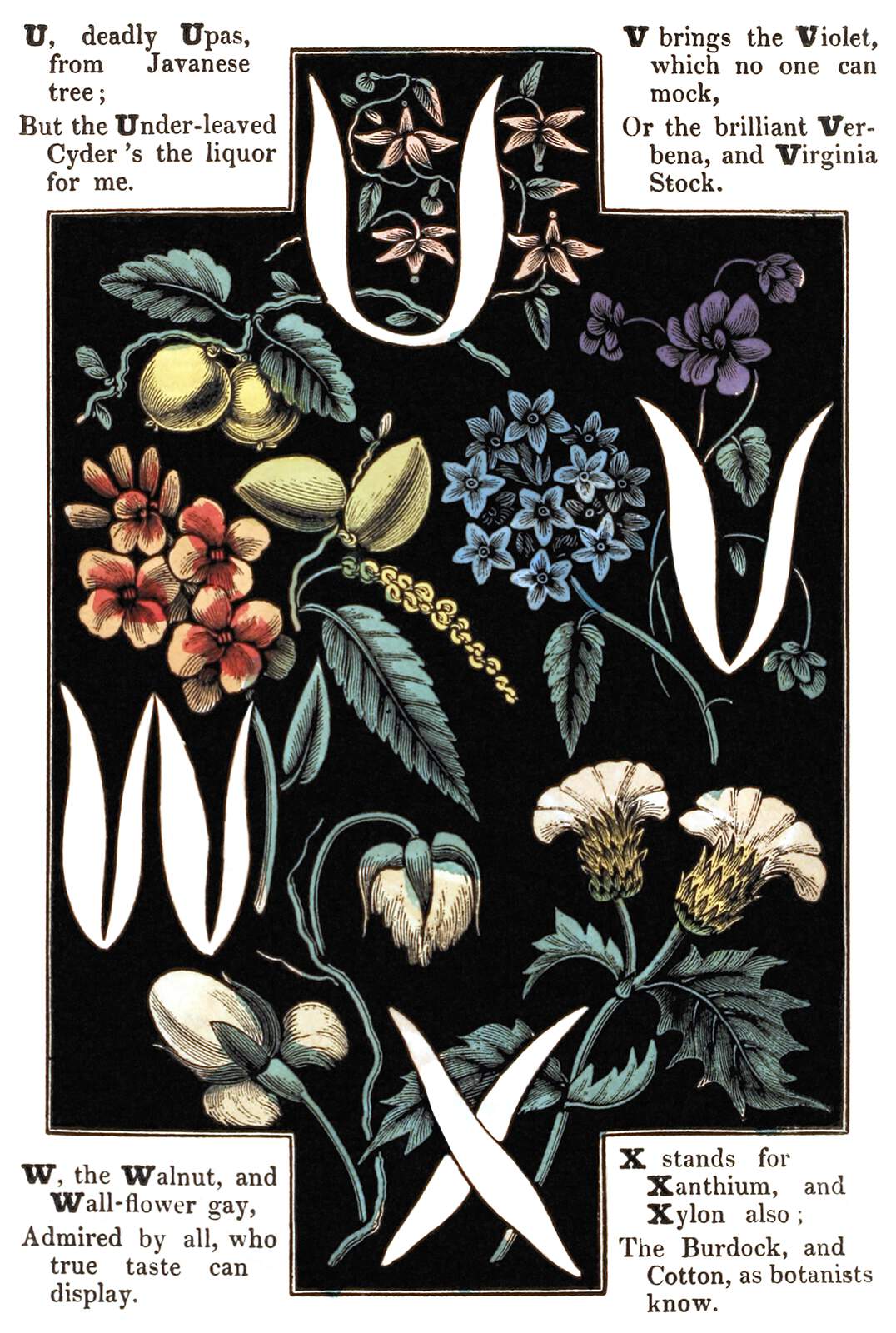 Alphabet Of Flowers And Fruit U V W X Old Book Illustrations