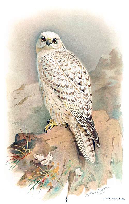 Greenland Gyrfalcon Old Book Illustrations